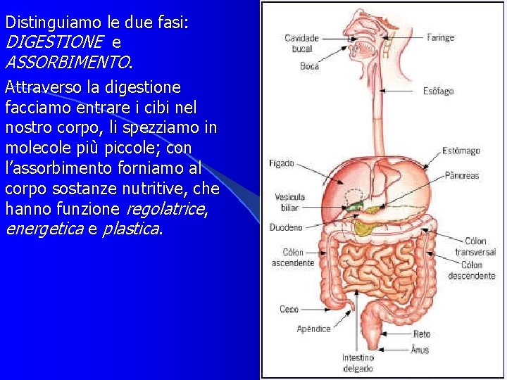 Distinguiamo le due fasi: DIGESTIONE e ASSORBIMENTO. Attraverso la digestione facciamo entrare i cibi