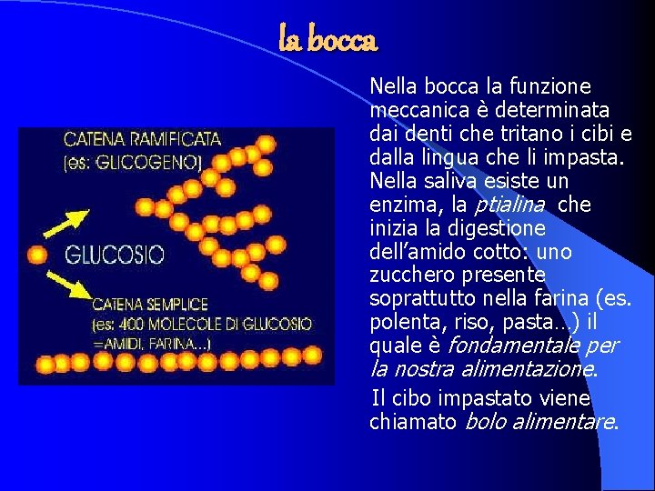 la bocca Nella bocca la funzione meccanica è determinata dai denti che tritano i