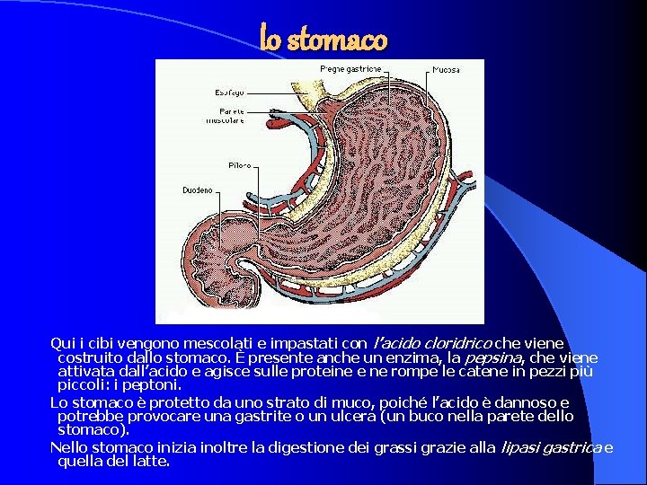 lo stomaco Qui i cibi vengono mescolati e impastati con l’acido cloridrico che viene