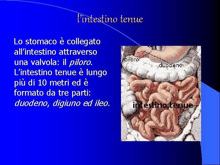 l’intestino tenue Lo stomaco è collegato all’intestino attraverso una valvola: il piloro. L’intestino tenue