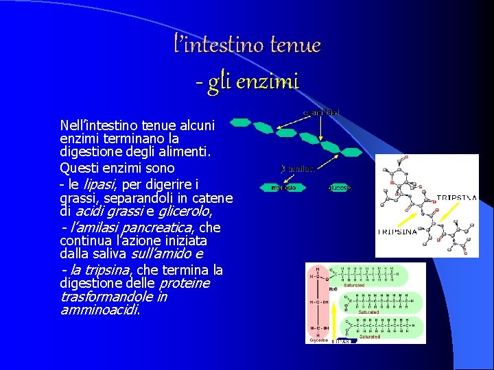 l’intestino tenue - gli enzimi Nell’intestino tenue alcuni enzimi terminano la digestione degli alimenti.