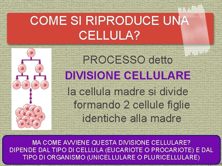 COME SI RIPRODUCE UNA CELLULA? PROCESSO detto DIVISIONE CELLULARE la cellula madre si divide