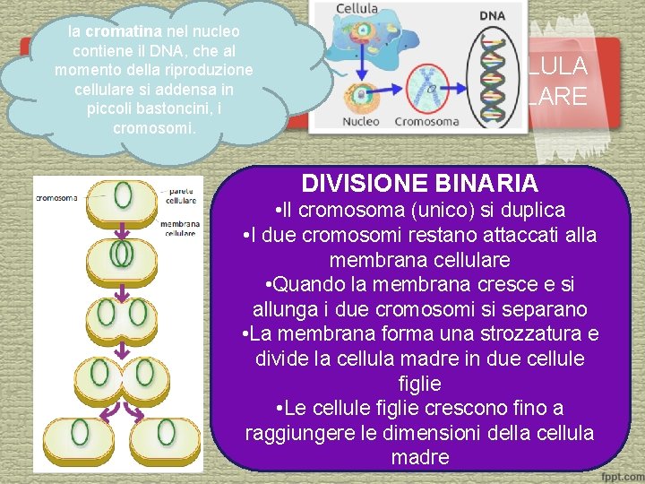 la cromatina nel nucleo contiene il DNA, che al CASO N. 1: RIPRODUZIONE NELLA