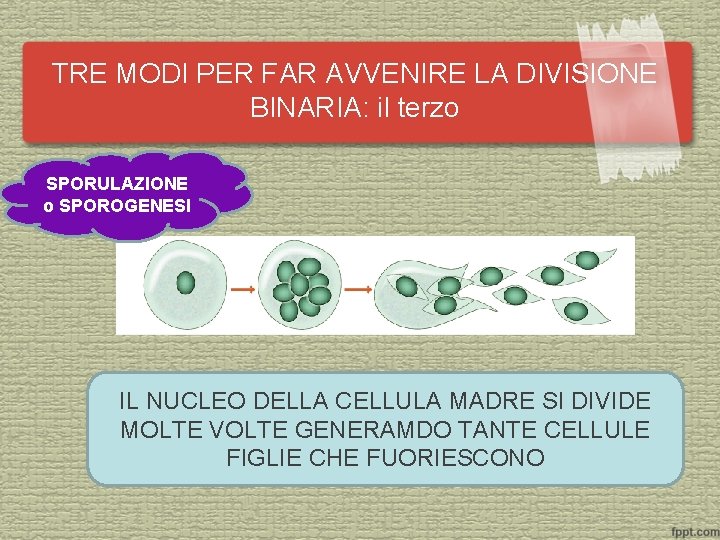 TRE MODI PER FAR AVVENIRE LA DIVISIONE BINARIA: il terzo SPORULAZIONE o SPOROGENESI IL