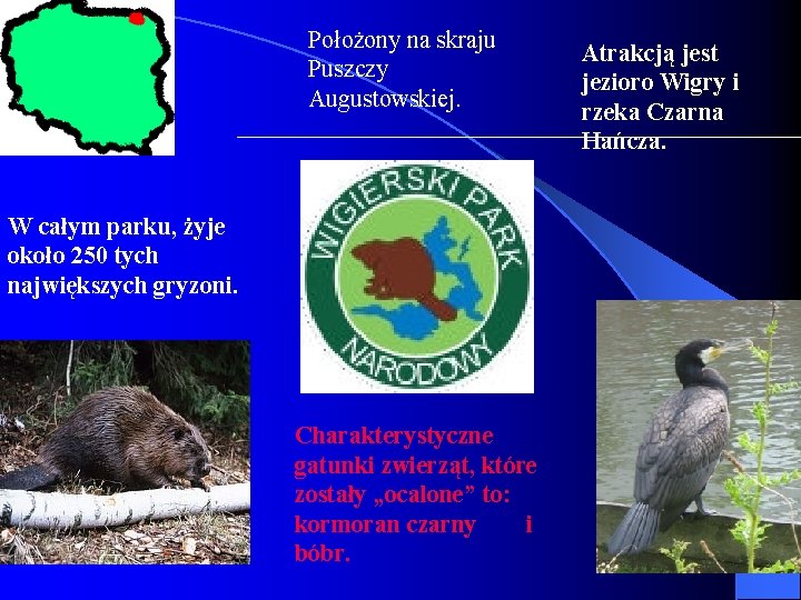 Położony na skraju Puszczy Augustowskiej. W całym parku, żyje około 250 tych największych gryzoni.