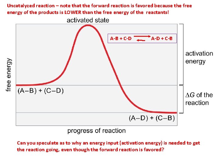 Figure 3 -12 Uncatalyzed reaction – note that the forward reaction is favored because