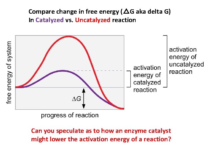 Figure 3 -13 Compare change in free energy (△G aka delta G) In Catalyzed