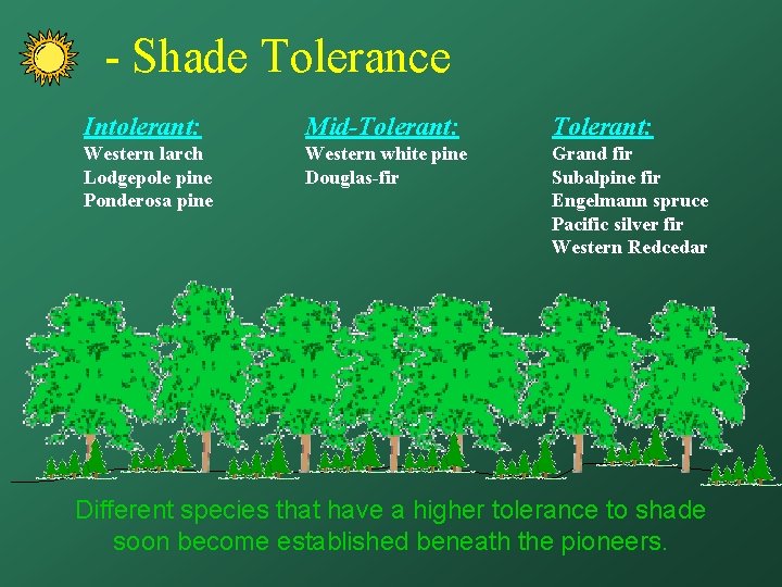 - Shade Tolerance Intolerant: Mid-Tolerant: Western larch Lodgepole pine Ponderosa pine Western white pine