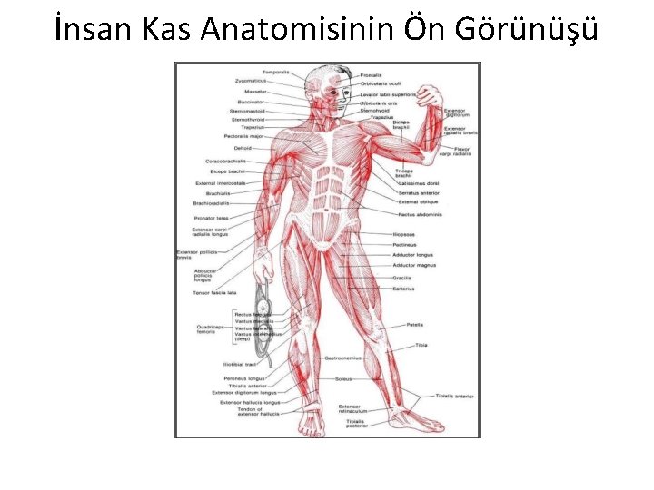 İnsan Kas Anatomisinin Ön Görünüşü 