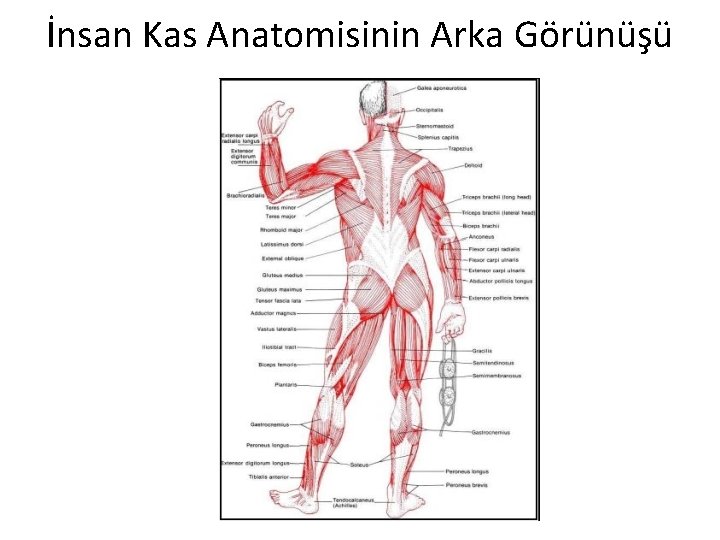 İnsan Kas Anatomisinin Arka Görünüşü 