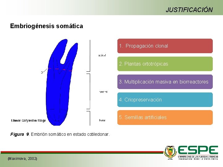 JUSTIFICACIÓN Embriogénesis somática 1. Propagación clonal 2. Plantas ortotrópicas 3. Multiplicación masiva en biorreactores