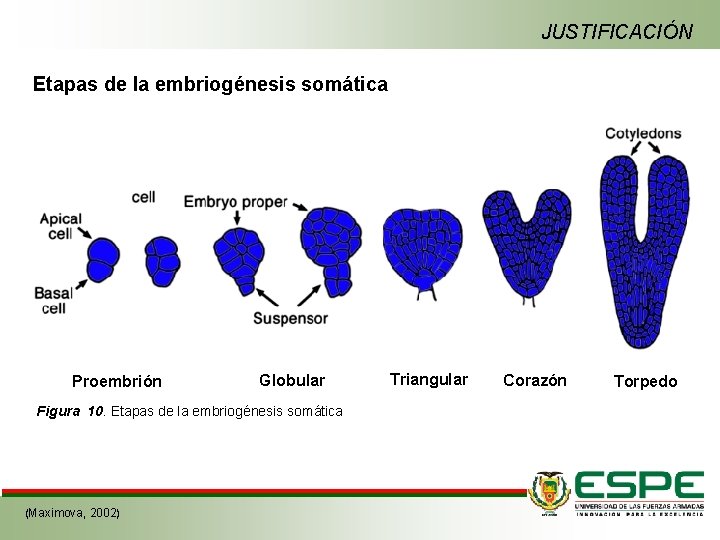 JUSTIFICACIÓN Etapas de la embriogénesis somática Proembrión Globular Figura 10. Etapas de la embriogénesis