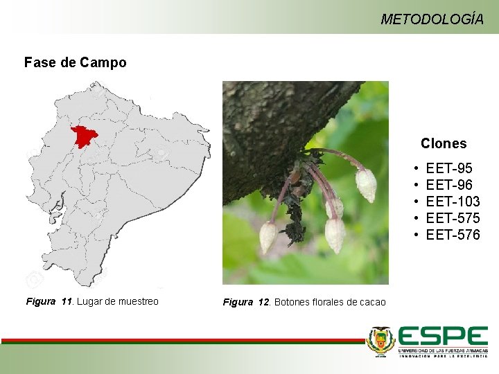 METODOLOGÍA Fase de Campo Clones • • • Figura 11. Lugar de muestreo Figura
