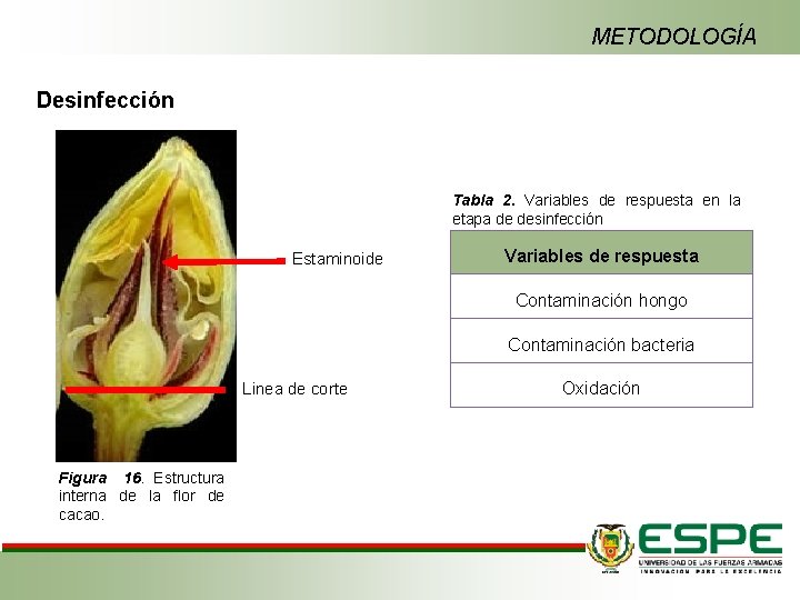 METODOLOGÍA Desinfección Tabla 2. Variables de respuesta en la etapa de desinfección Estaminoide Variables