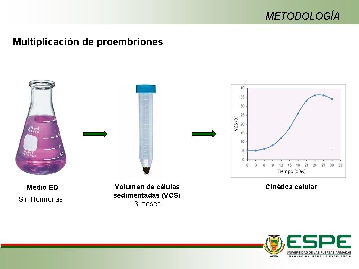 METODOLOGÍA Multiplicación de proembriones Medio ED Sin Hormonas Volumen de células sedimentadas (VCS) 3