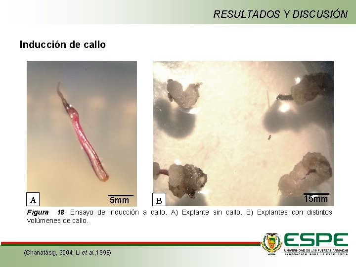 RESULTADOS Y DISCUSIÓN Inducción de callo A 5 mm B 15 mm Figura 18.