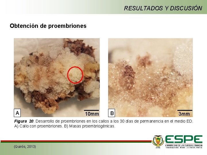 RESULTADOS Y DISCUSIÓN Obtención de proembriones A 10 mm B 3 mm Figura 20.