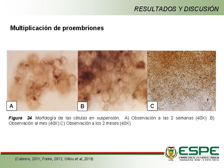 RESULTADOS Y DISCUSIÓN Multiplicación de proembriones A B C Figura 24. Morfología de las