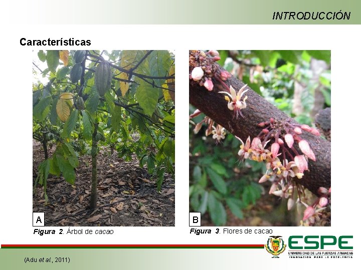 INTRODUCCIÓN Características A Figura 2. Árbol de cacao (Adu et al. , 2011) B