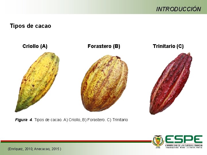 INTRODUCCIÓN Tipos de cacao Criollo (A) Forastero (B) Figura 4. Tipos de cacao. A)