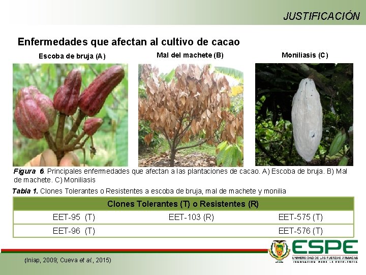 JUSTIFICACIÓN Enfermedades que afectan al cultivo de cacao Mal del machete (B) Escoba de