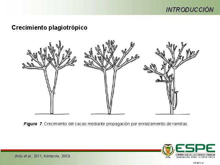 INTRODUCCIÓN Crecimiento plagiotrópico Figura 7. Crecimiento del cacao mediante propagación por enraizamiento de ramillas.