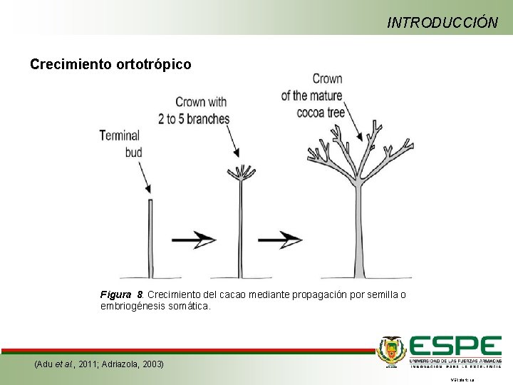 INTRODUCCIÓN Crecimiento ortotrópico Figura 8. Crecimiento del cacao mediante propagación por semilla o embriogénesis