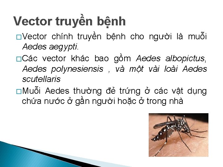 Vector truyền bệnh � Vector chính truyền bệnh cho người là muỗi Aedes aegypti.