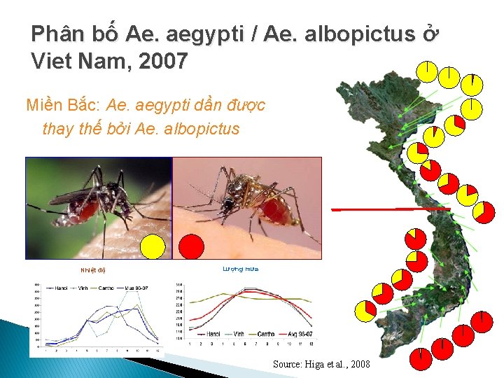 Phân bố Ae. aegypti / Ae. albopictus ở Viet Nam, 2007 Miền Bắc: Ae.