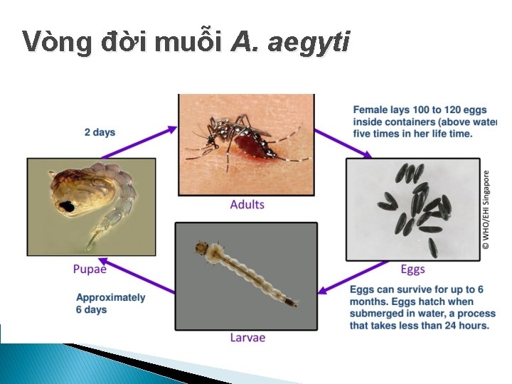 Vòng đời muỗi A. aegyti 