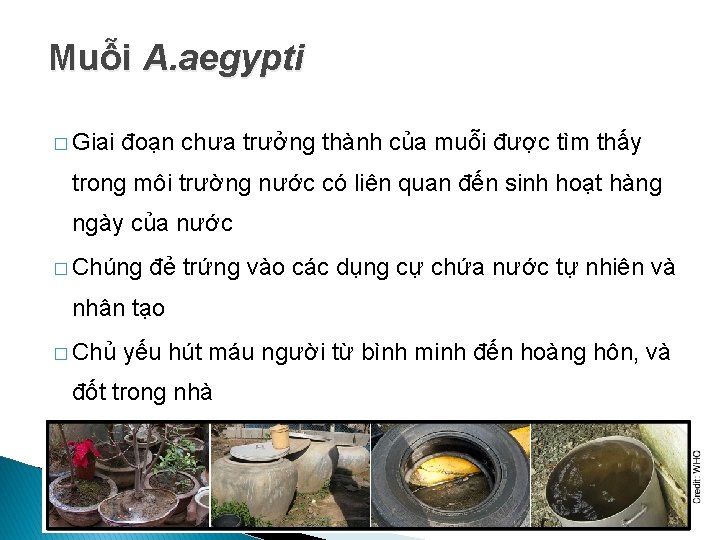 Muỗi A. aegypti � Giai đoạn chưa trưởng thành của muỗi được tìm thấy