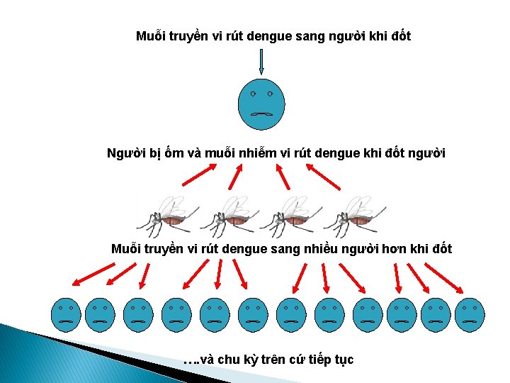 Muỗi truyền vi rút dengue sang người khi đốt Người bị ốm và muỗi