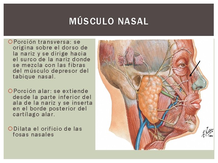 MÚSCULO NASAL Porción transversa: se origina sobre el dorso de la nariz y se