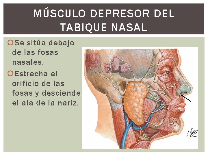 MÚSCULO DEPRESOR DEL TABIQUE NASAL Se sitúa debajo de las fosas nasales. Estrecha el