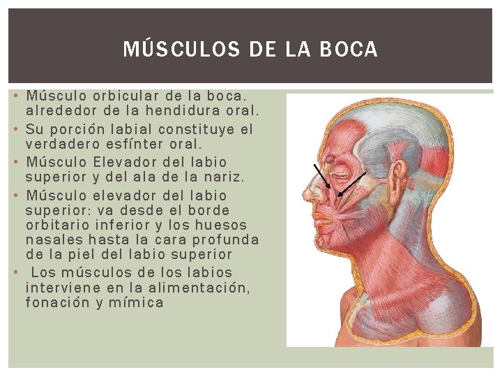 MÚSCULOS DE LA BOCA • Músculo orbicular de la boca. alrededor de la hendidura
