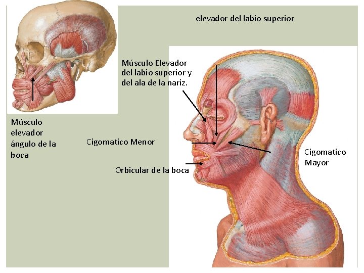 elevador del labio superior Músculo Elevador del labio superior y del ala de la