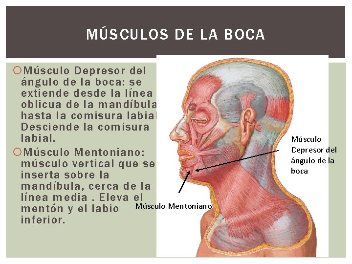 MÚSCULOS DE LA BOCA Músculo Depresor del ángulo de la boca: se extiende desde