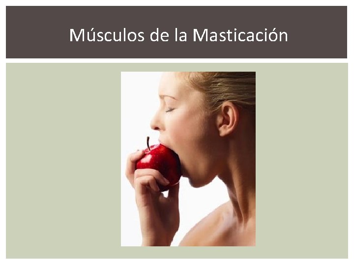 Músculos de la Masticación 