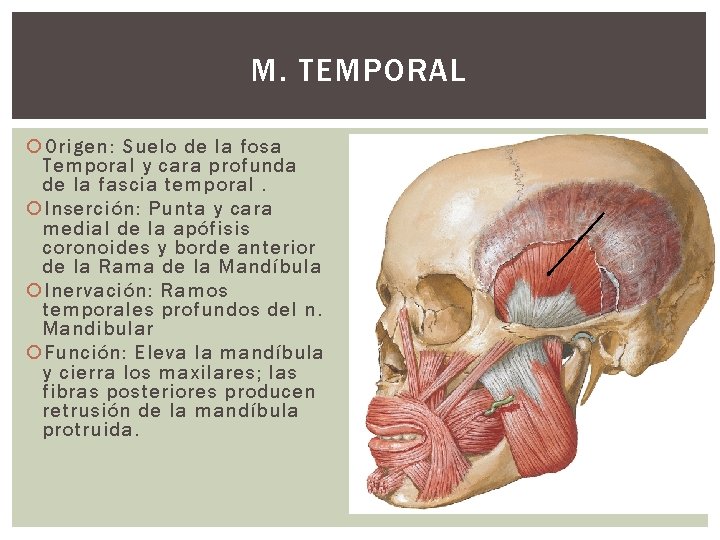 M. TEMPORAL Origen: Suelo de la fosa Temporal y cara profunda de la fascia
