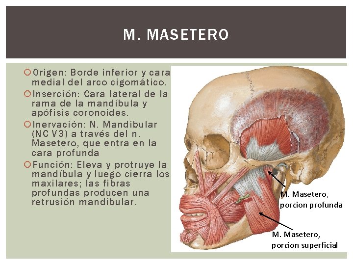 M. MASETERO Origen: Borde inferior y cara medial del arco cigomático. Inserción: Cara lateral