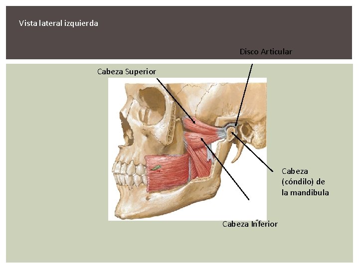 Vista lateral izquierda Disco Articular Cabeza Superior Cabeza (cóndilo) de la mandibula Cabeza Inferior