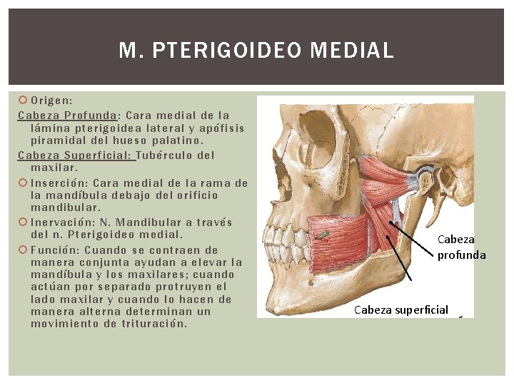 M. PTERIGOIDEO MEDIAL Origen: Cabeza Profunda : Cara medial de la lámina pterigoidea lateral