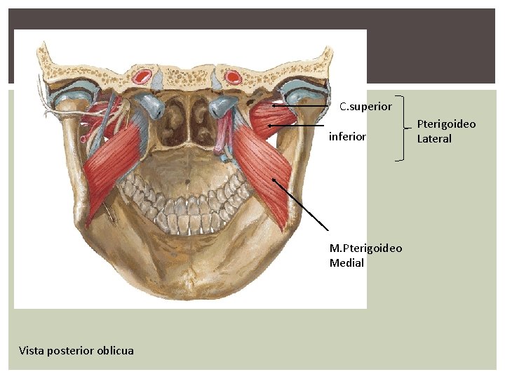 C. superior inferior M. Pterigoideo Medial Vista posterior oblicua Pterigoideo Lateral 