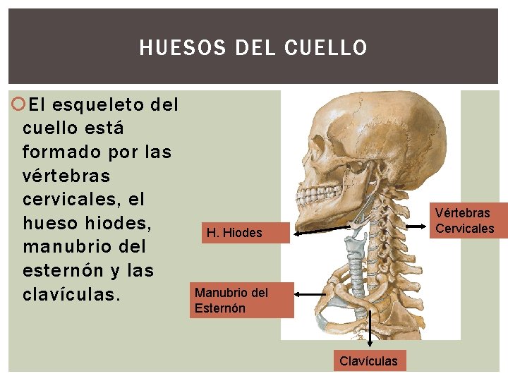 HUESOS DEL CUELLO El esqueleto del cuello está formado por las vértebras cervicales, el