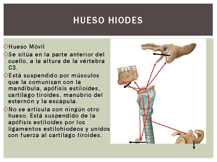 HUESO HIODES Hueso Móvil Se sitúa en la parte anterior del cuello, a la