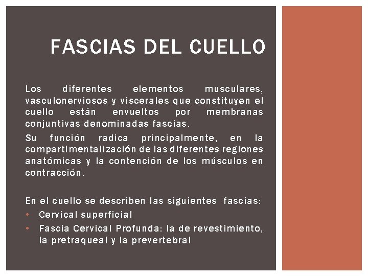 FASCIAS DEL CUELLO Los diferentes elementos musculares, vasculonerviosos y viscerales que constituyen el cuello