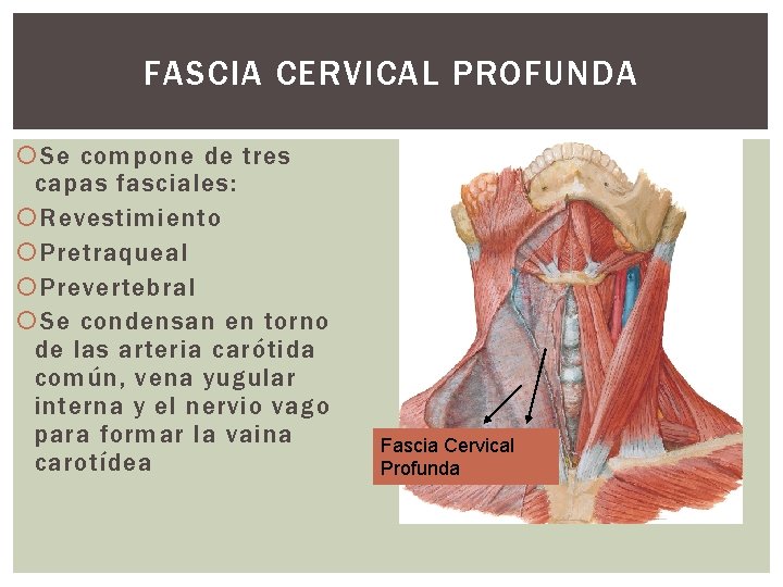 FASCIA CERVICAL PROFUNDA Se compone de tres capas fasciales: Revestimiento Pretraqueal Prevertebral Se condensan