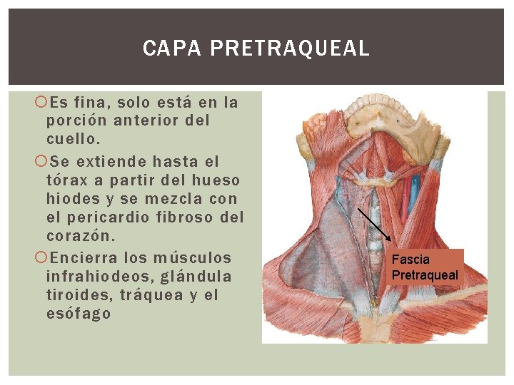 CAPA PRETRAQUEAL Es fina, solo está en la porción anterior del cuello. Se extiende