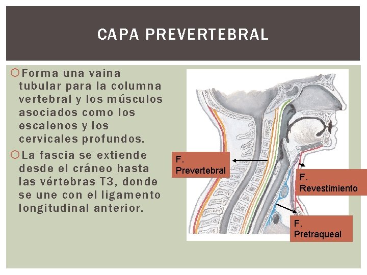 CAPA PREVERTEBRAL Forma una vaina tubular para la columna vertebral y los músculos asociados