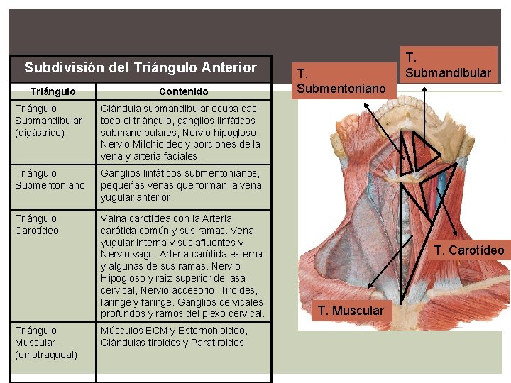 Subdivisión del Triángulo Anterior Triángulo Contenido Triángulo Submandibular (digástrico) Glándula submandibular ocupa casi todo